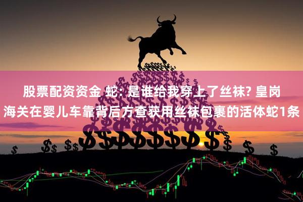 股票配资资金 蛇: 是谁给我穿上了丝袜? 皇岗海关在婴儿车靠背后方查获用丝袜包裹的活体蛇1条